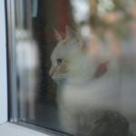 Kot w domu – jak zabezpieczyć balkon?